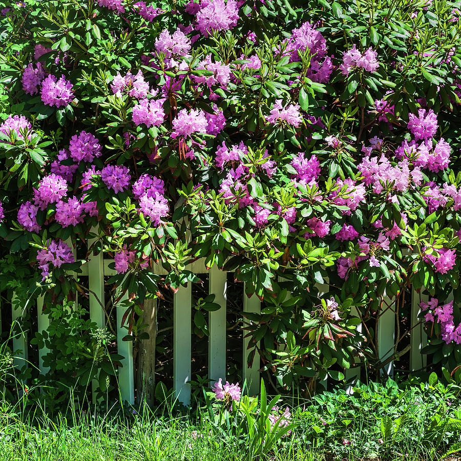 Picket Fence Peonies #1 Photograph by Alan L Graham