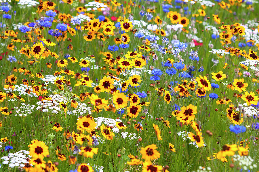 Pictorial Meadows Classic Photograph by Jenny Rainbow - Fine Art America