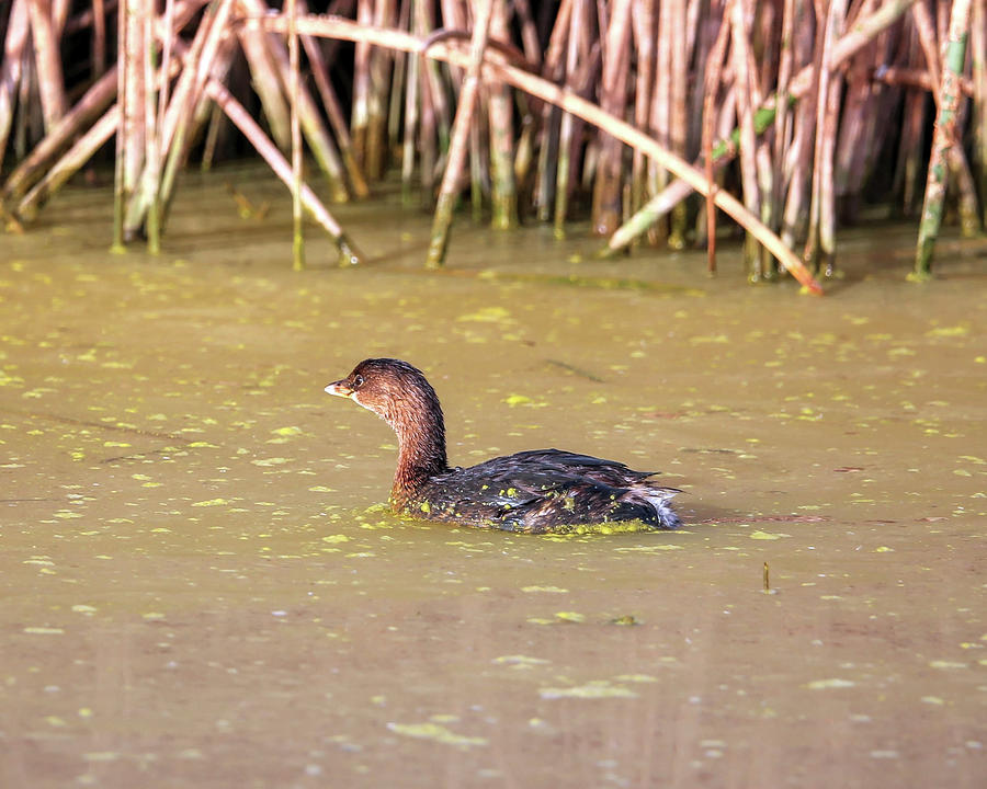 Pied-billed Grebe in Winter Photograph by Robert Harris