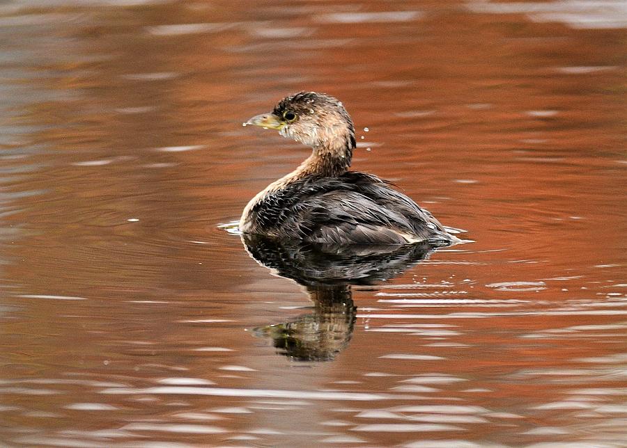 Pied-Billed Grebe #1 Photograph by Jo-Ann Matthews - Pixels