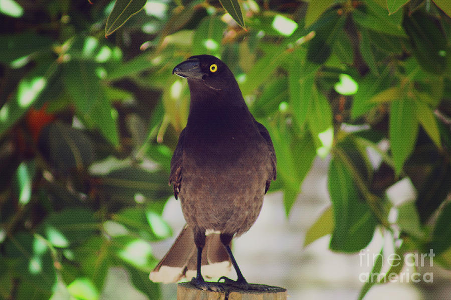 Pied Currawong #1 Photograph by Cassandra Buckley