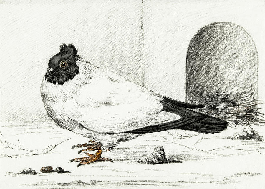 Pigeon and a nest with an egg  #1 Painting by MotionAge Designs