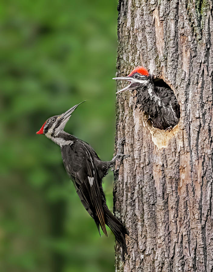 Pilated Woodpecker Family #1 Photograph by Susan Candelario