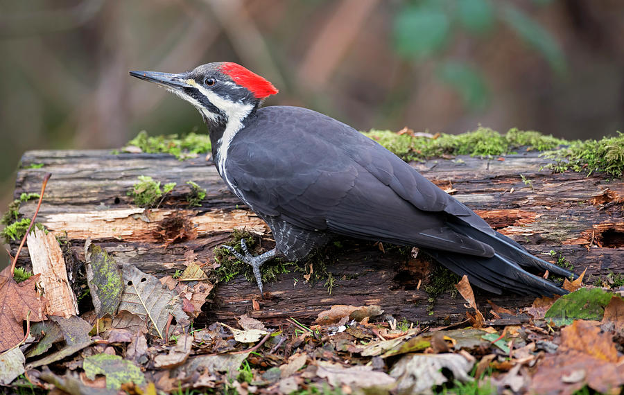 Pilated Woodpecker #1 Photograph by Terry Dadswell