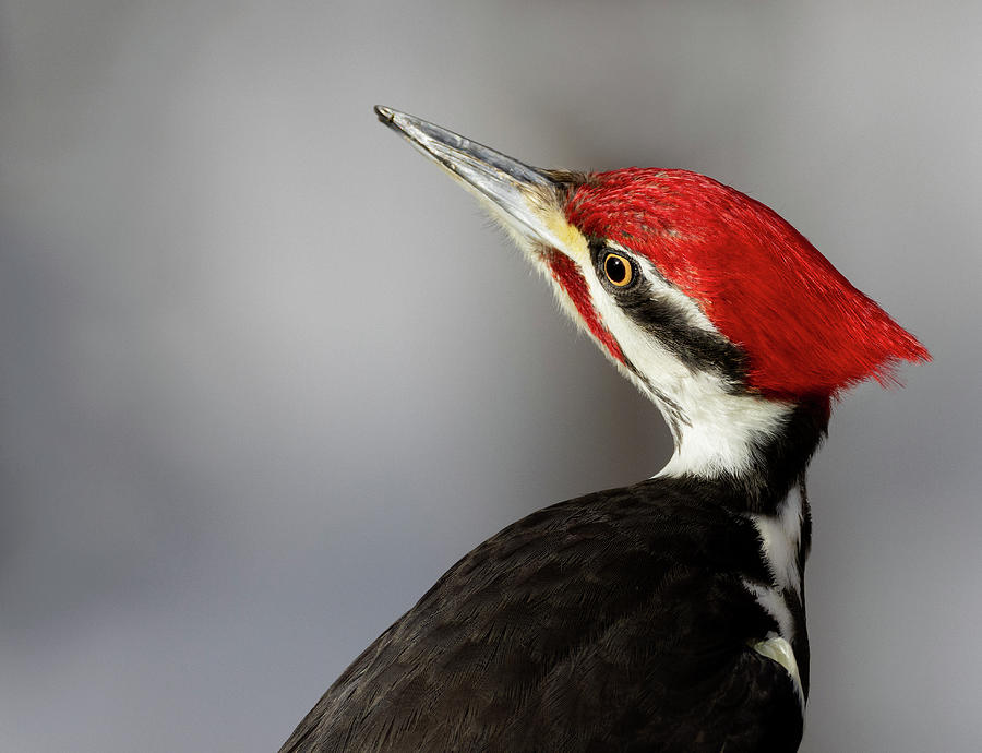 Pileated Pose #2 Photograph by Art Cole