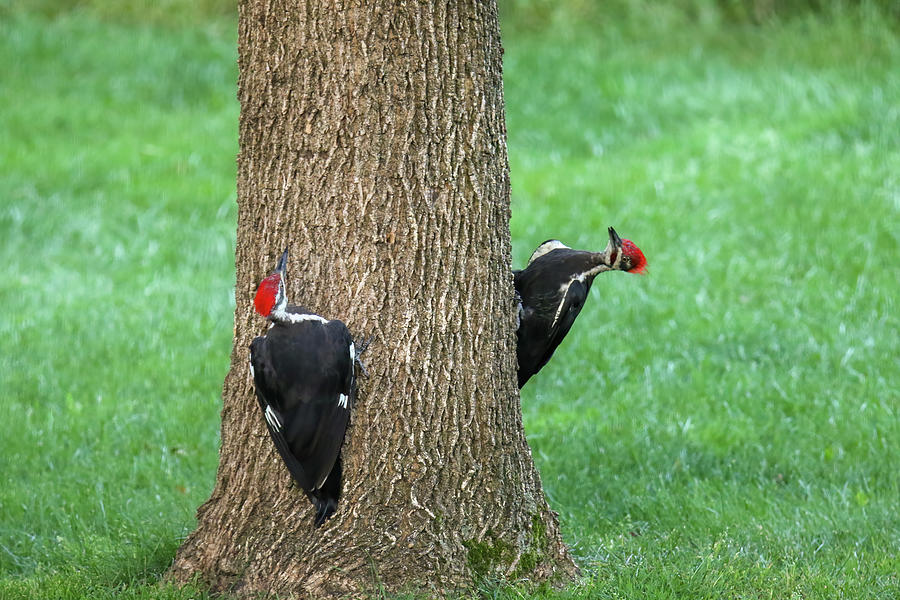 Pileated Woodpecker 2 #1 Photograph by Brook Burling