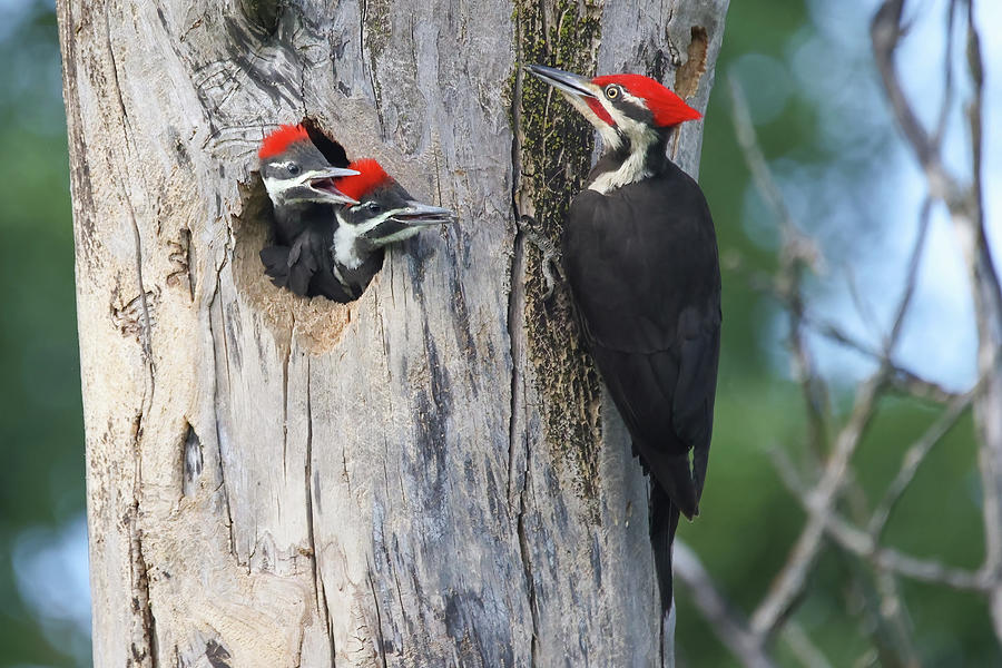 Pileated Woodpecker Family #1 Photograph by Brook Burling