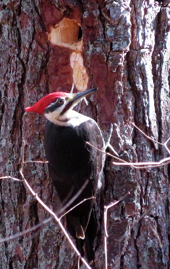 Pileated Woodpecker Photograph by Joshua Bales Pixels