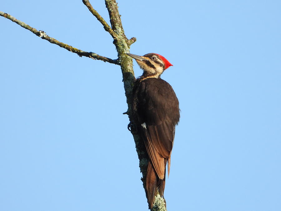 Pileated Woodpecker #1 Photograph by Living Color Photography Lorraine Lynch