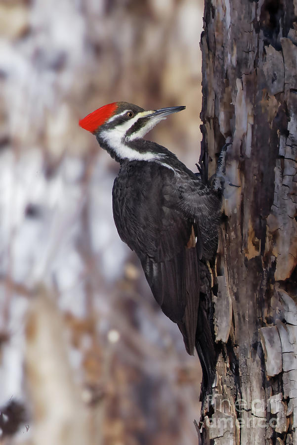 Pileated Woodpecker  #1 Photograph by Natural Focal Point Photography