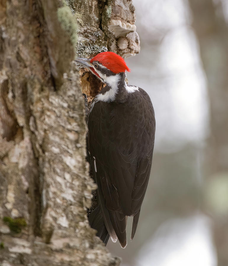 Pileated Woodpecker - Naubinway, Michigan USA - Photograph by Edward ...