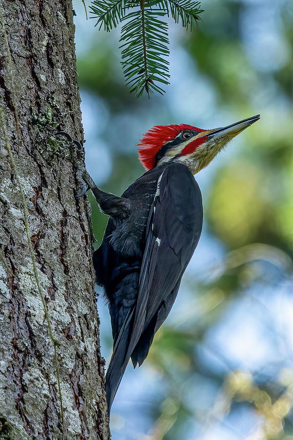 Pileated Woodpecker #1 Photograph by Timothy Anable - Fine Art America