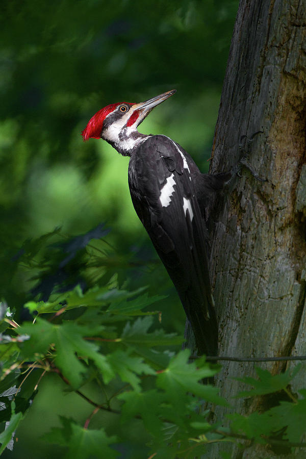 Pileated Woodpecker #1 Photograph by Timothy McIntyre