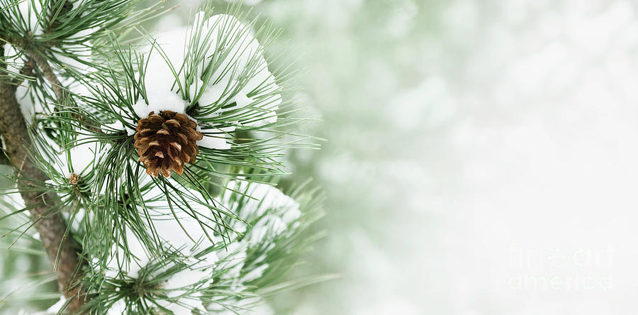 Pine branch under snow #1 Photograph by Jelena Jovanovic