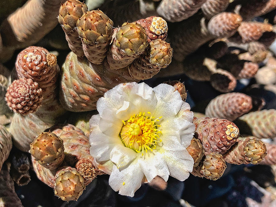 Pine Cone Cactus Bloom No. 1 Photograph by Sandra Selle Rodriguez