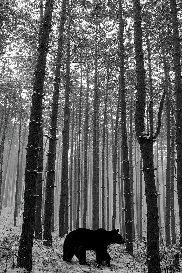 Pine Tree Forest and Bear Photograph by Crystal Wightman Pine Tree Forest and Bear Photograph by Crystal Wightman