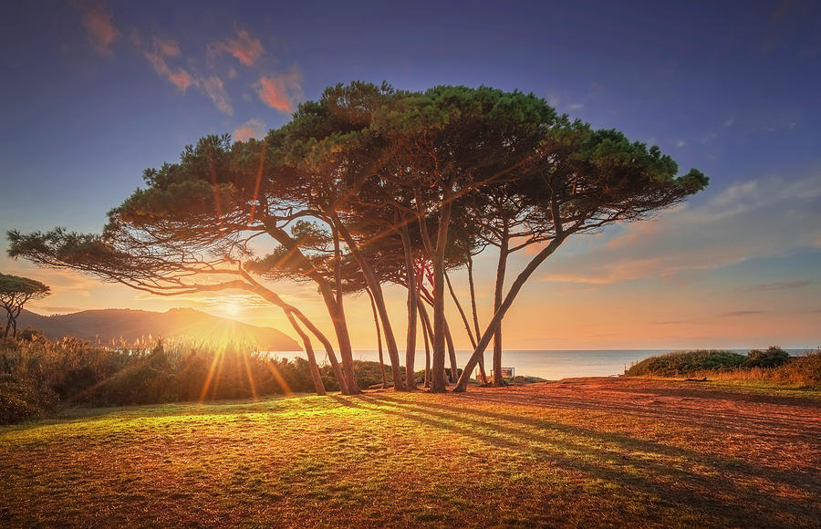 Pine trees at Sunset. Baratti, Tuscany. Photograph by Stefano Orazzini