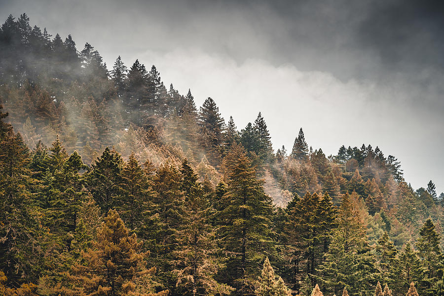 Pine Tree In The Fog In Oregon #1 Photograph by Franckreporter