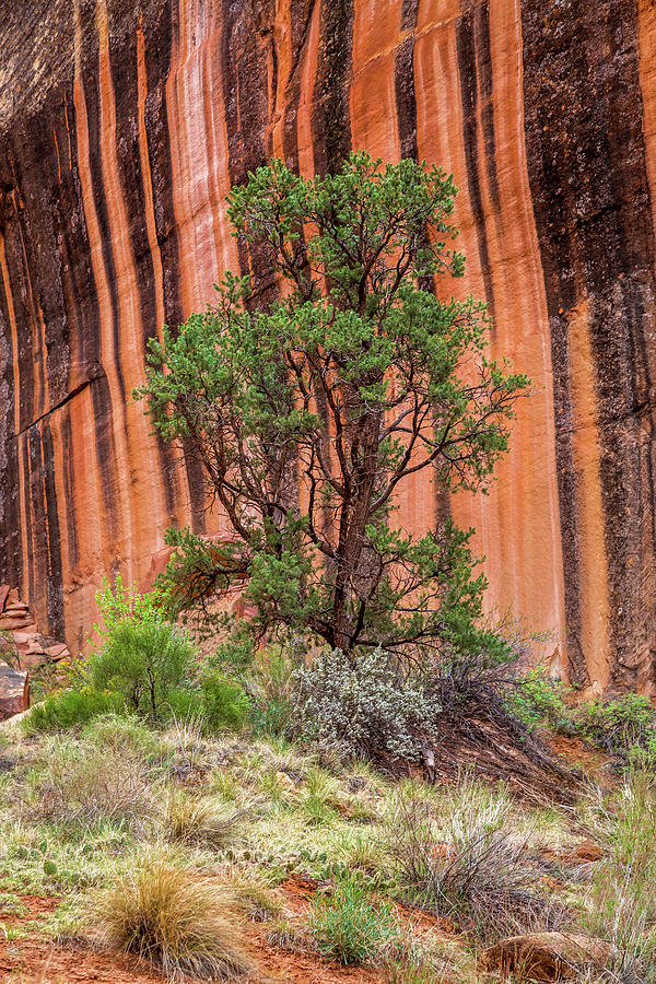 Pine Tree Of Zebra Canyon #1 Photograph by Pierre Leclerc Photography