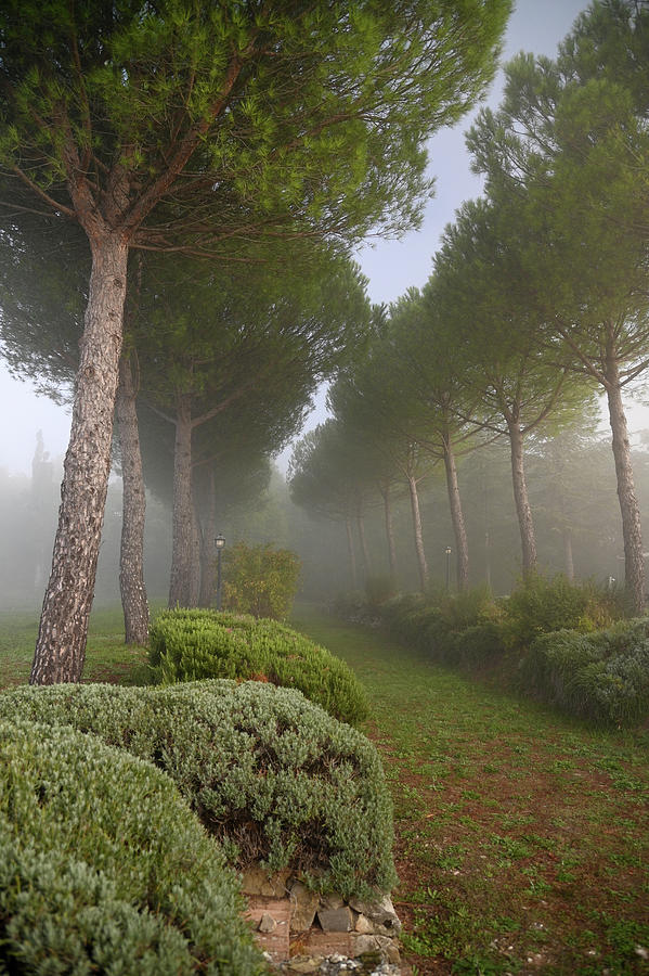 Pine Trees Alley in Fog at Tuscany Rural Villa 2 #1 Photograph by Jenny Rainbow