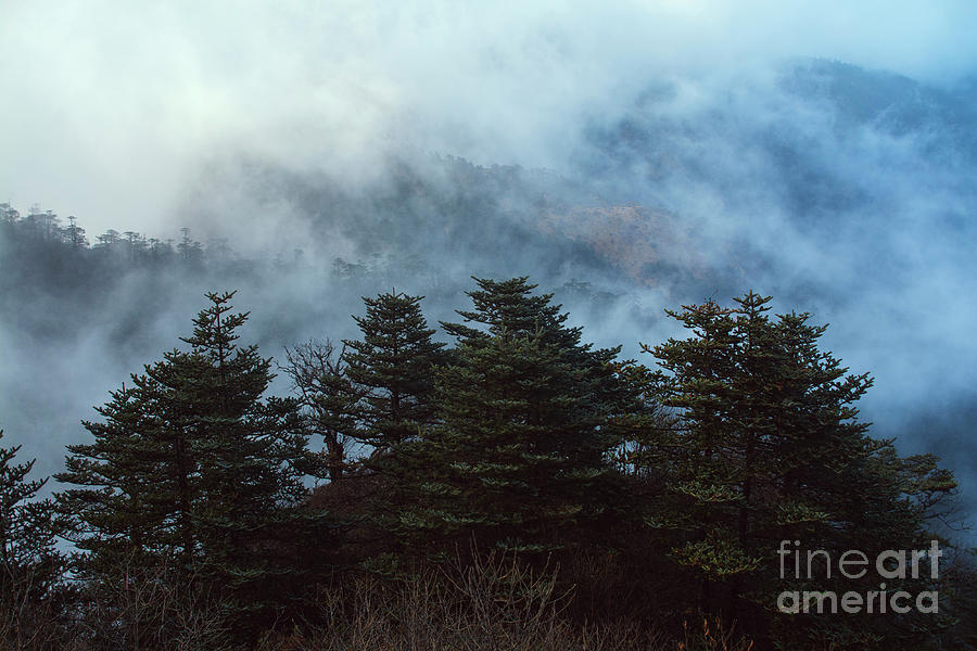 Pine trees with fog background in dark tone at evening time Photograph by  Nithid Sanbundit - Pixels