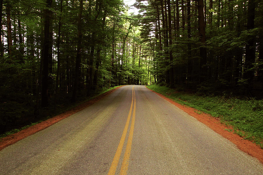 Pine Tunnel Photograph by Matthew Jackson - Pixels