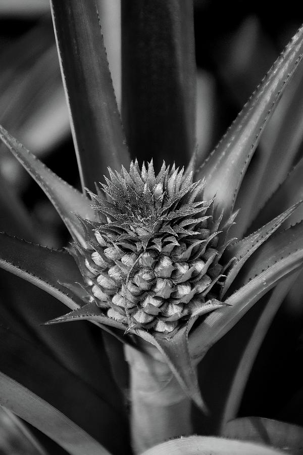 Pinealpple Plant Black And White  #2 Photograph by Christopher Mercer