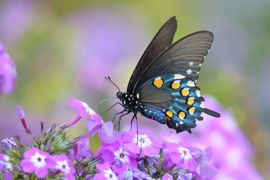 Pinevine Swallowtail #1 Photograph by Brook Burling
