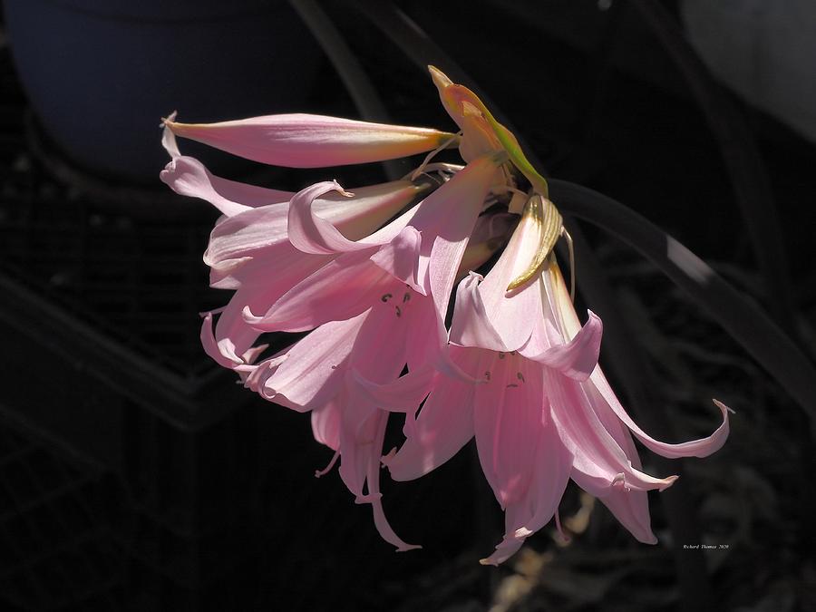 Pink Amaryllis #1 Photograph by Richard Thomas