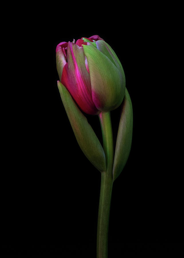 Green and pink tulip bulb Photograph by Alessandra RC