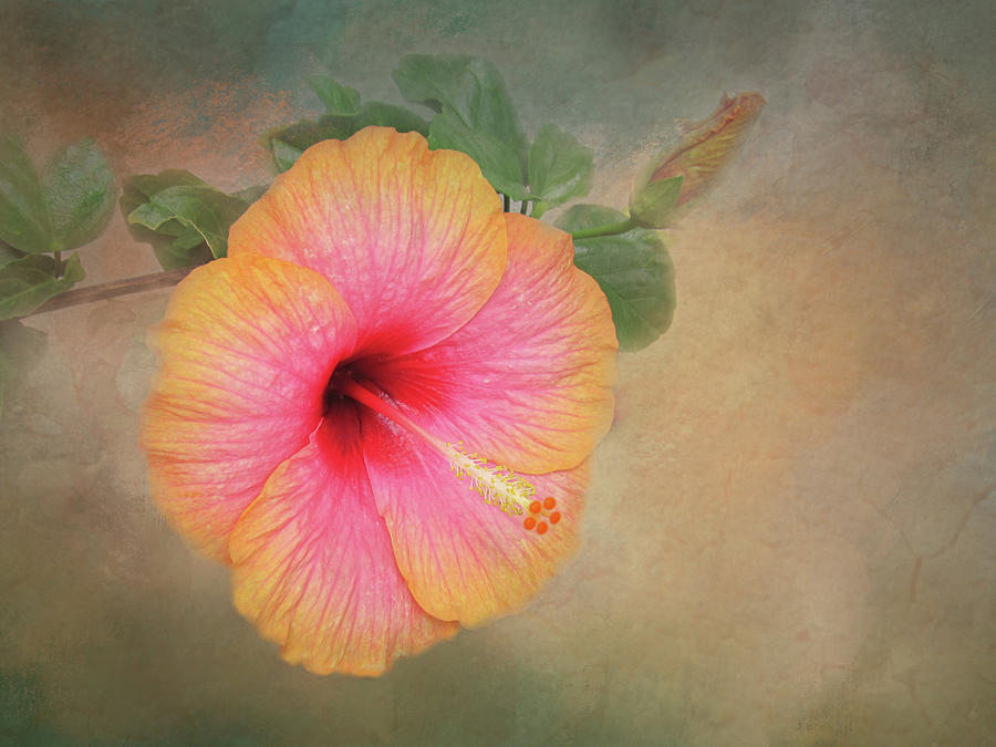 Pink and Peach Hibiscus flower #1 Photograph by Sue Leonard