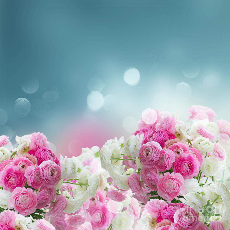 Pink and white ranunculus flowers #1 Photograph by Boon Mee