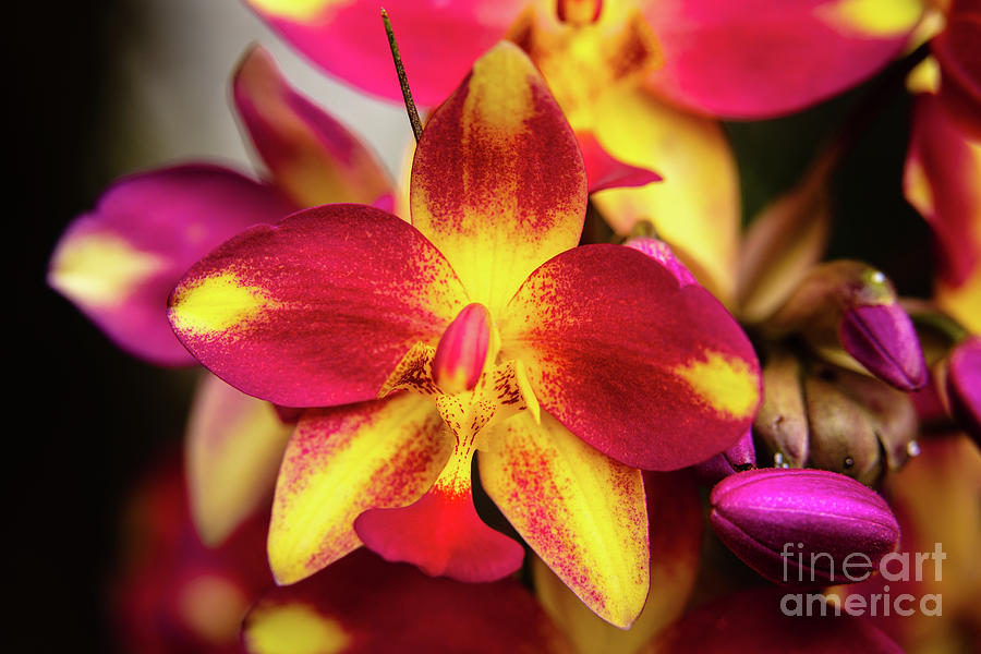 Pink and Yellow Orchid Flower #1 Photograph by Raul Rodriguez