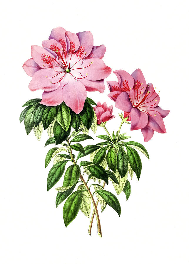 Pink azalea flower #1 Drawing by Mango Art