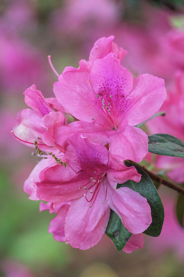 Pink Azaleas Closeup 2 #1 Photograph by Betty Eich