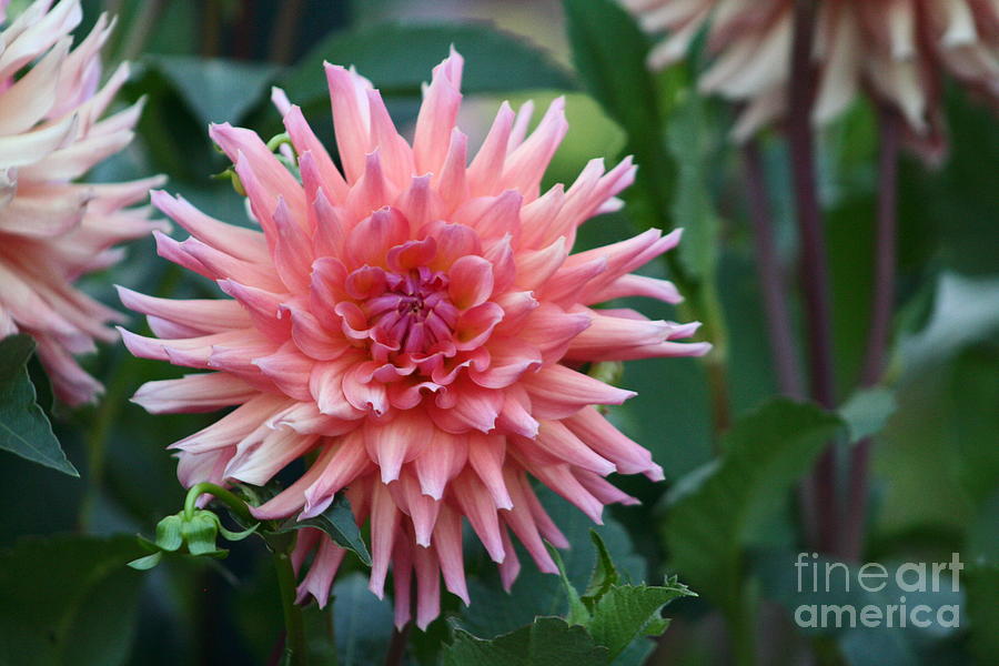 Dahlia Photograph - Pink  #1 by B Rossitto