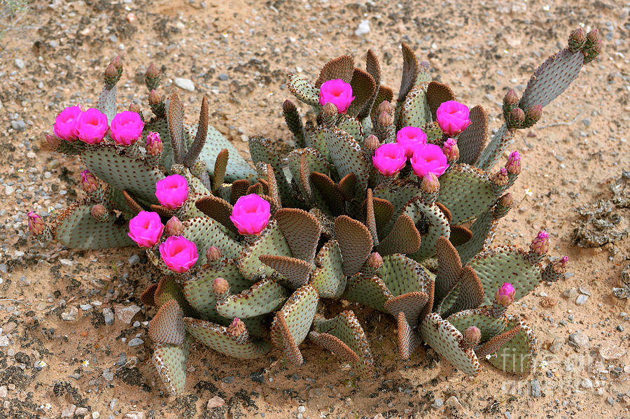 Pink Beavertail Cactus Flowers #1 Photograph by Denise Bruchman