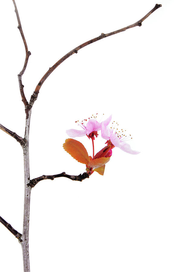 Pink Blossom Cherry Flower Tree #1 Photograph by Severija Kirilovaite
