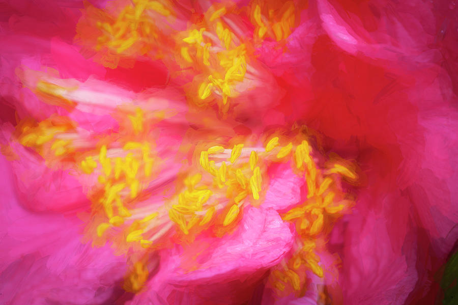 Pink Camellias Japonica Abstract X104 Photograph by Rich Franco