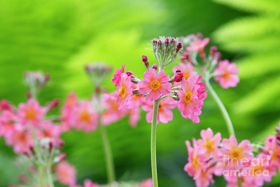 Pink Candelabra Primrose Flowers in Spring Photograph by Tim Gainey Pink Candelabra Primrose Flowers in Spring Photograph by Tim Gainey