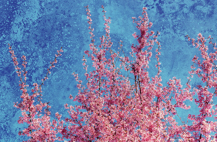 Pink Cherry Blossoms #1 Photograph by Cate Franklyn