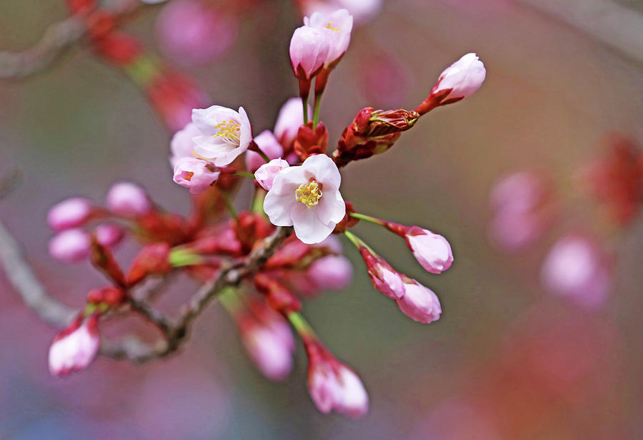 Pink Cherry Blossoms Photograph