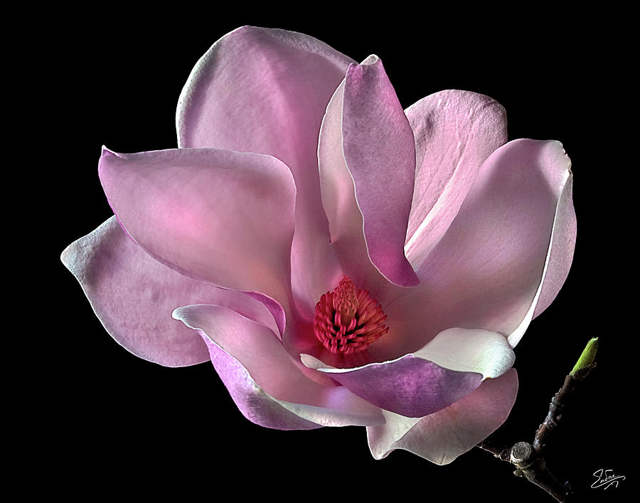 Pink Chinese Magnolia #1 Photograph by Endre Balogh