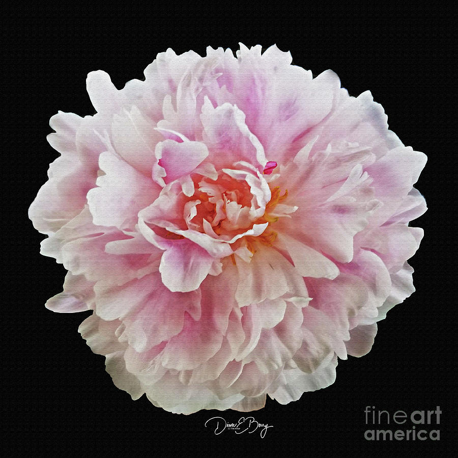 Pink Dahlia #2 Painting by Diane E Berry