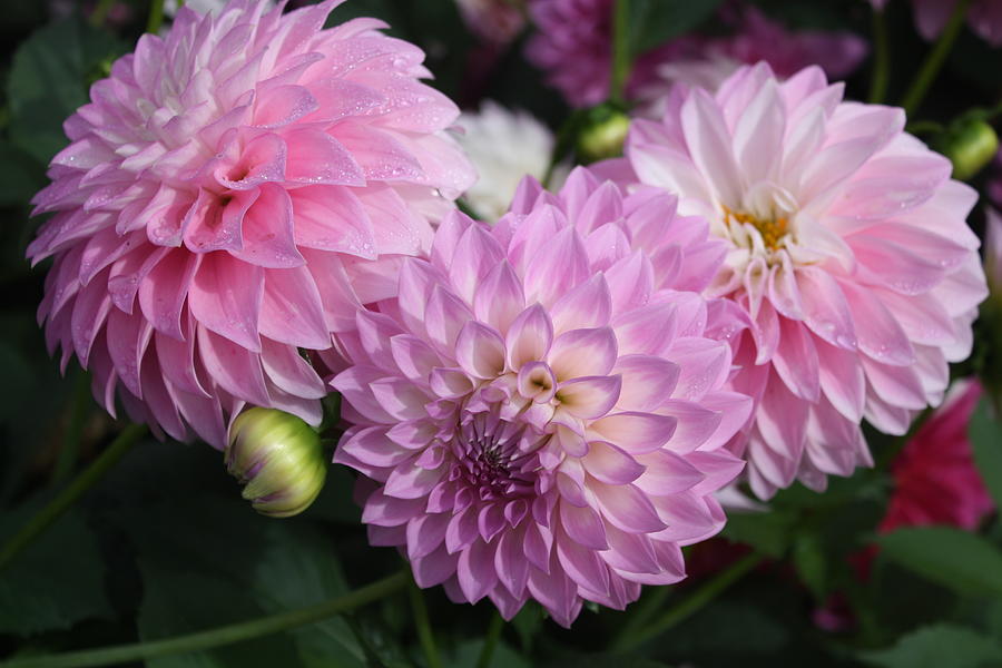 Pink Dahlia Photograph by Julie Hawley - Fine Art America