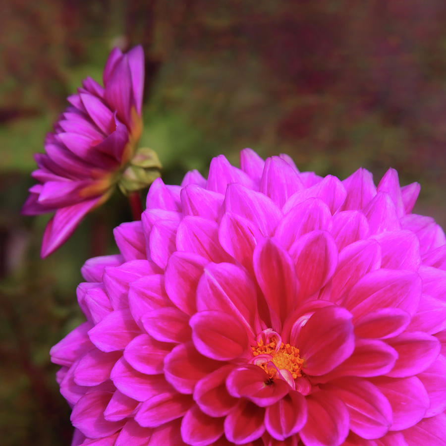 Pink Dahlia  #1 Photograph by Sally Bauer