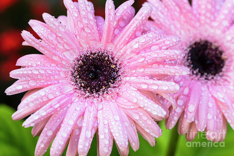 Pink Daisy #1 Photograph by Raul Rodriguez