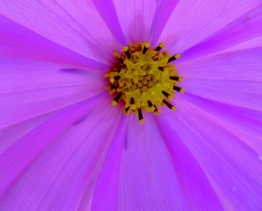 Pink Daisy #1 Photograph by Stephanie Moore