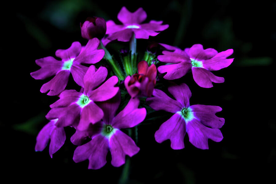 Pink Floral #1 Photograph by David Patterson