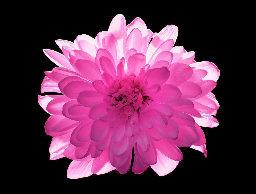 Pink flower Chrysanthemum isolated on black #1 Photograph by Severija Kirilovaite